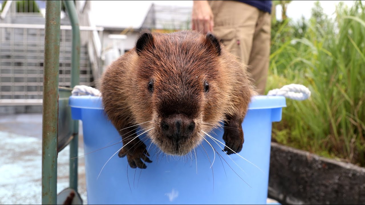 《鳥羽水族館》　ビーバーのシーポン君、梅雨の晴れ間の日光浴