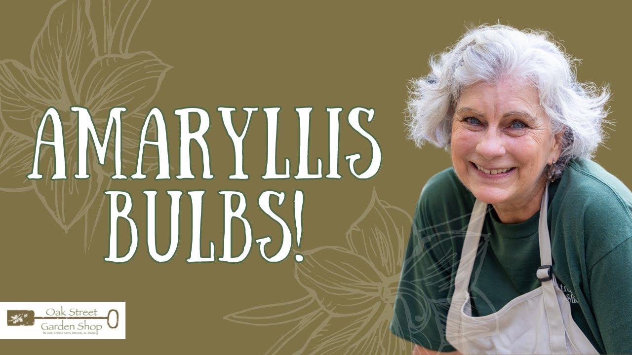 Planting Amaryllis Bulbs!