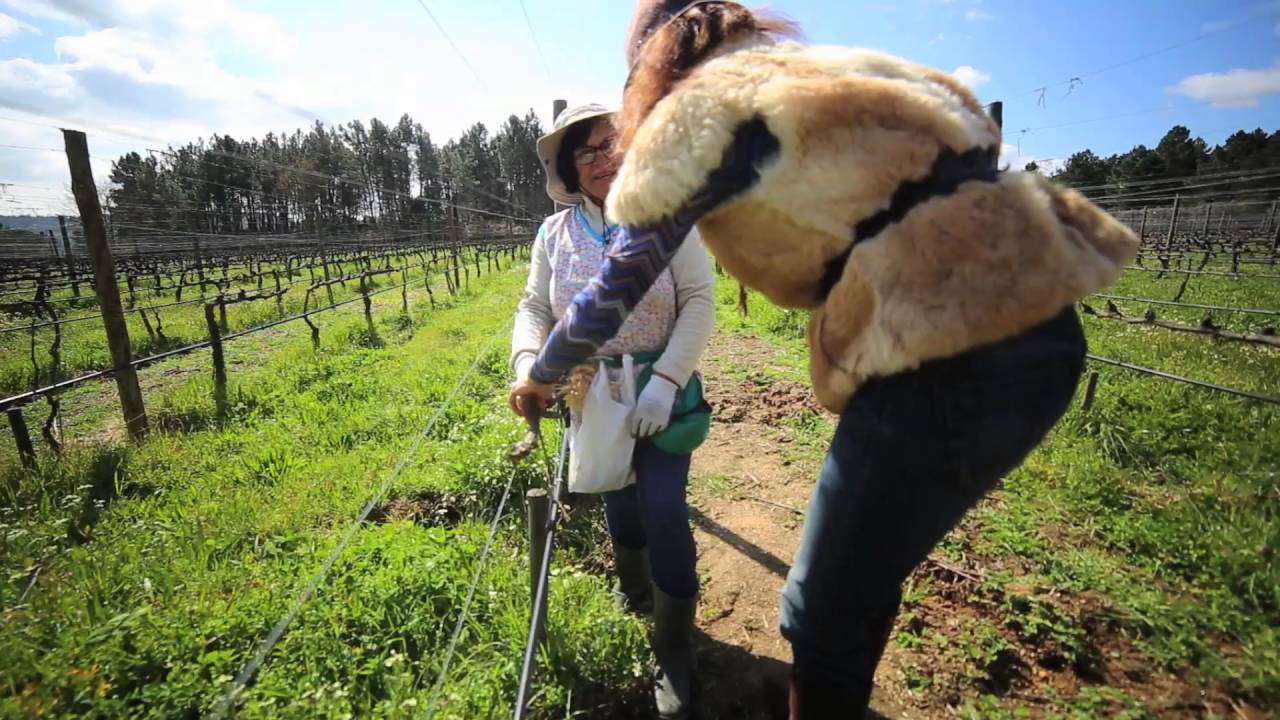 ESSÊNCIA DO VINHO TV | A Essência | episódio 16