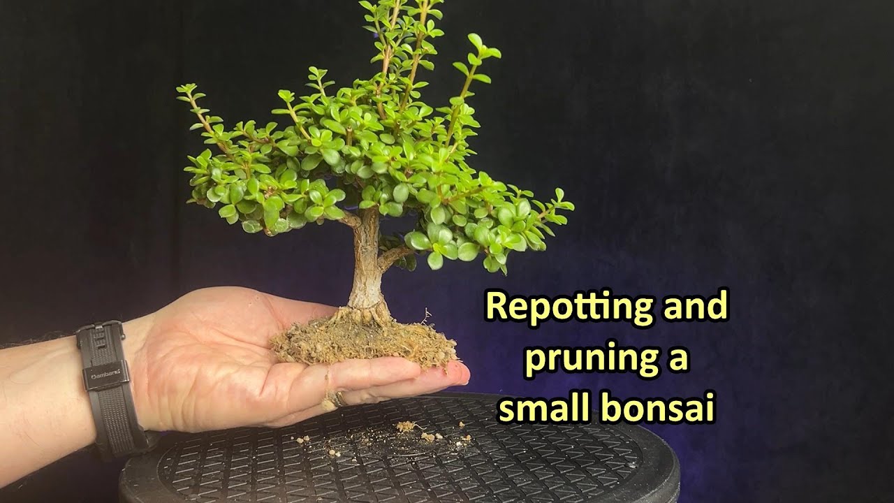 Repotting and pruning a small portulacaria afra lilliput bonsai tree #bonsaistyling #bonsai