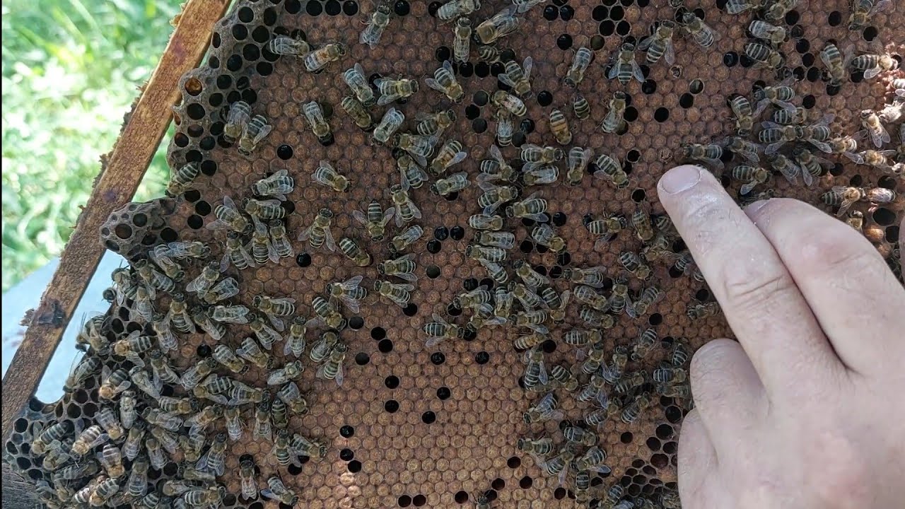 10 iul 23 - La cat timp eclozeaza puietul la dumneavoastra, stiti asta ? Roii mei micuti !