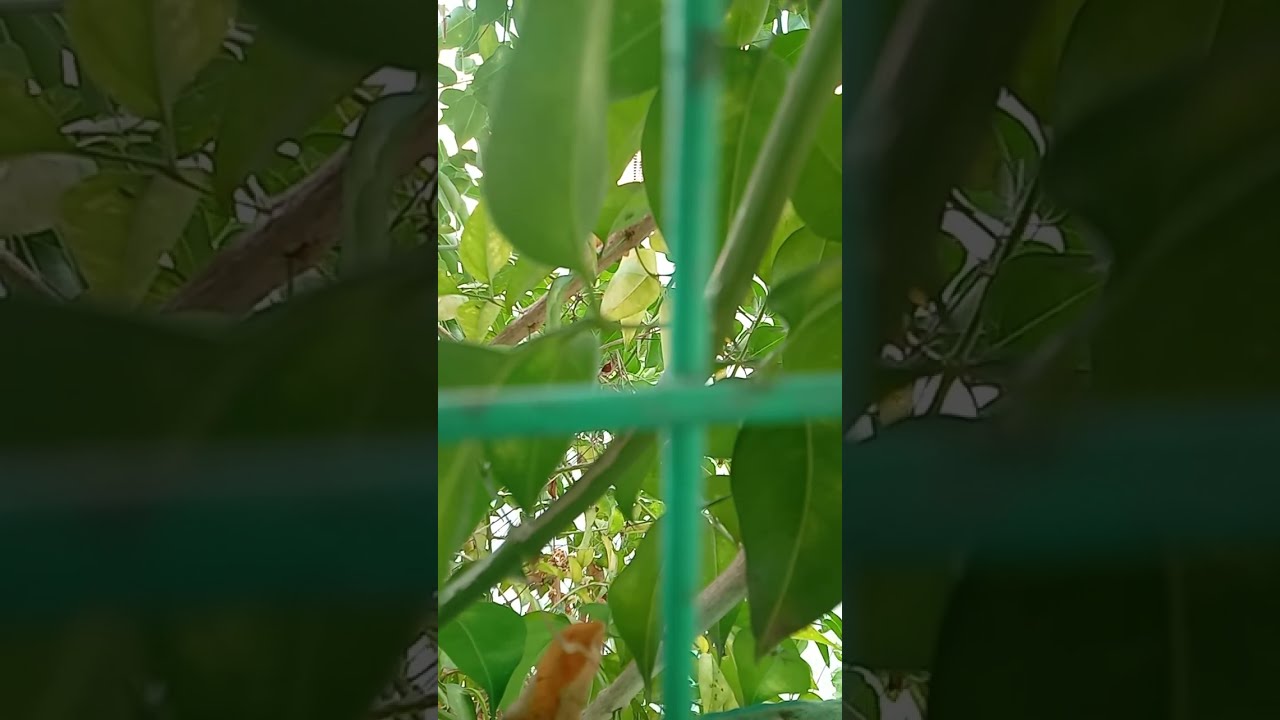 Selvadeepa Deepa is live