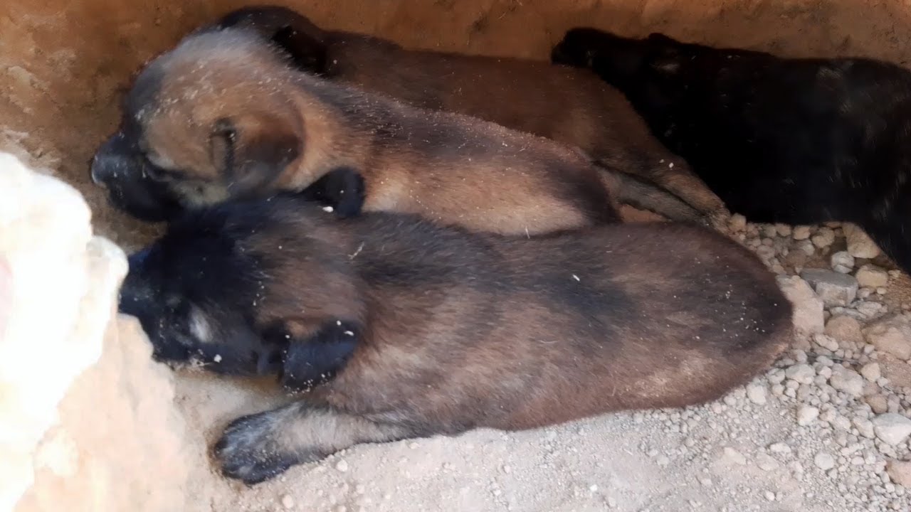 Day 4 feeding poor mother dog and 4 newborn puppies (EP64)