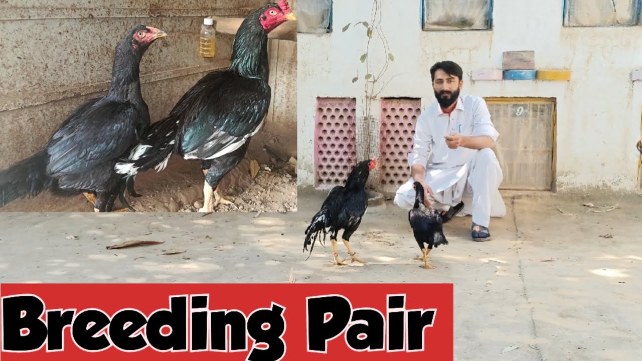 Beautiful Black Aseel Breeding Pair