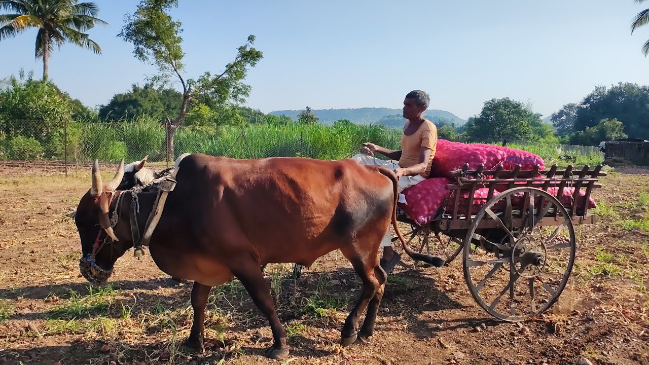 कांदा आणि बैलगाड़ी #ovivlog 
