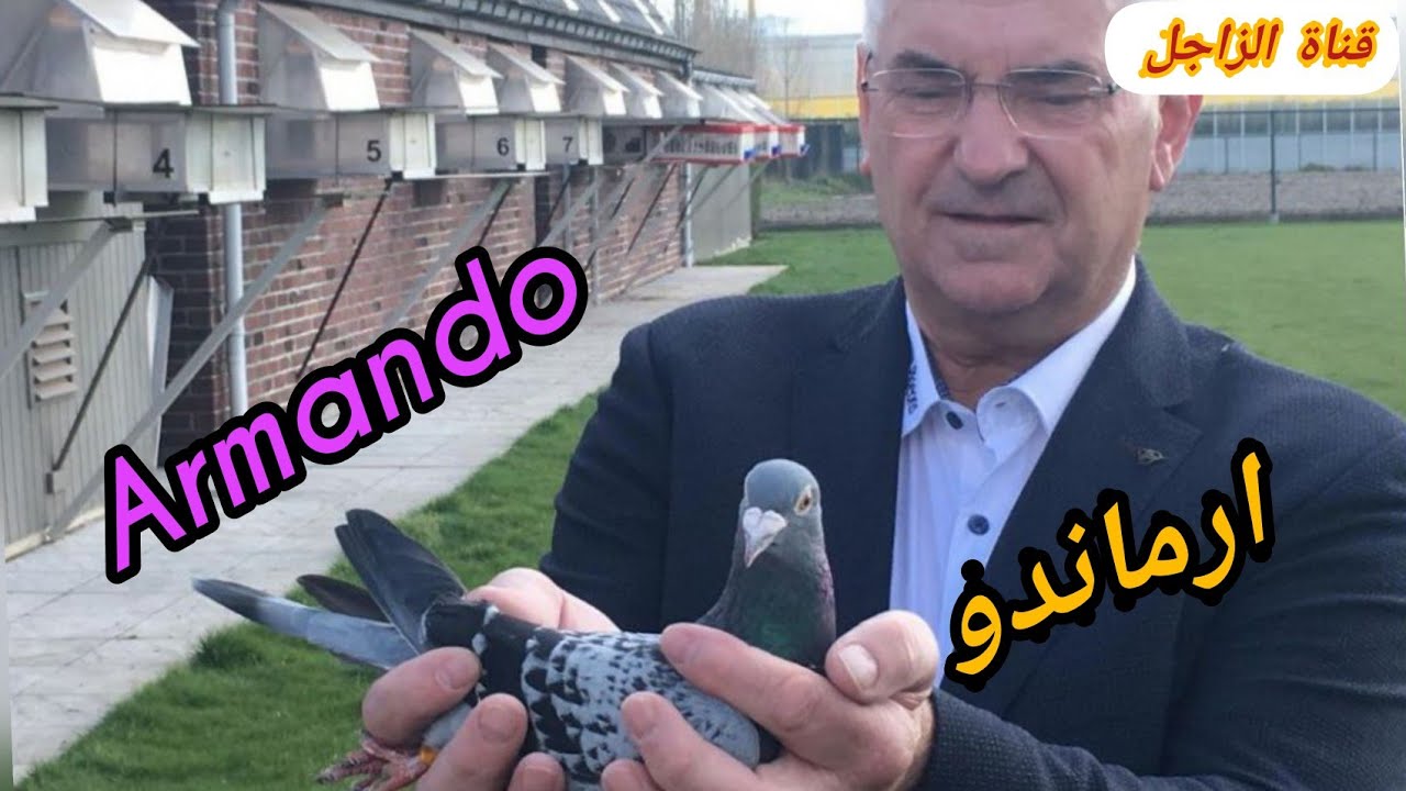 بيبا الشرق الاوسط عندالبطل جويل_فيرسخوت  صاحب الطير الشهي🕊️ ارماندو/Armando  🕊️ +طريقة تحفيز
