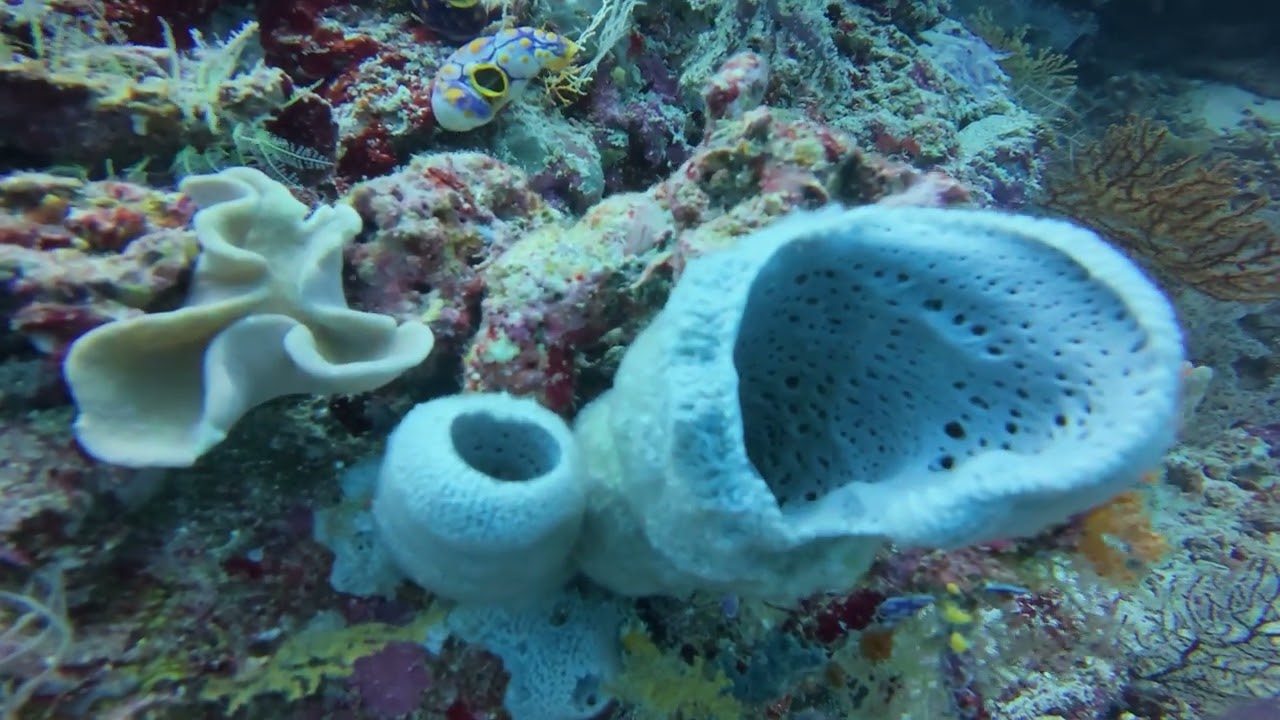 [Liveaboard] Raja Ampat diving, March 2025 (part 1 out of 11)