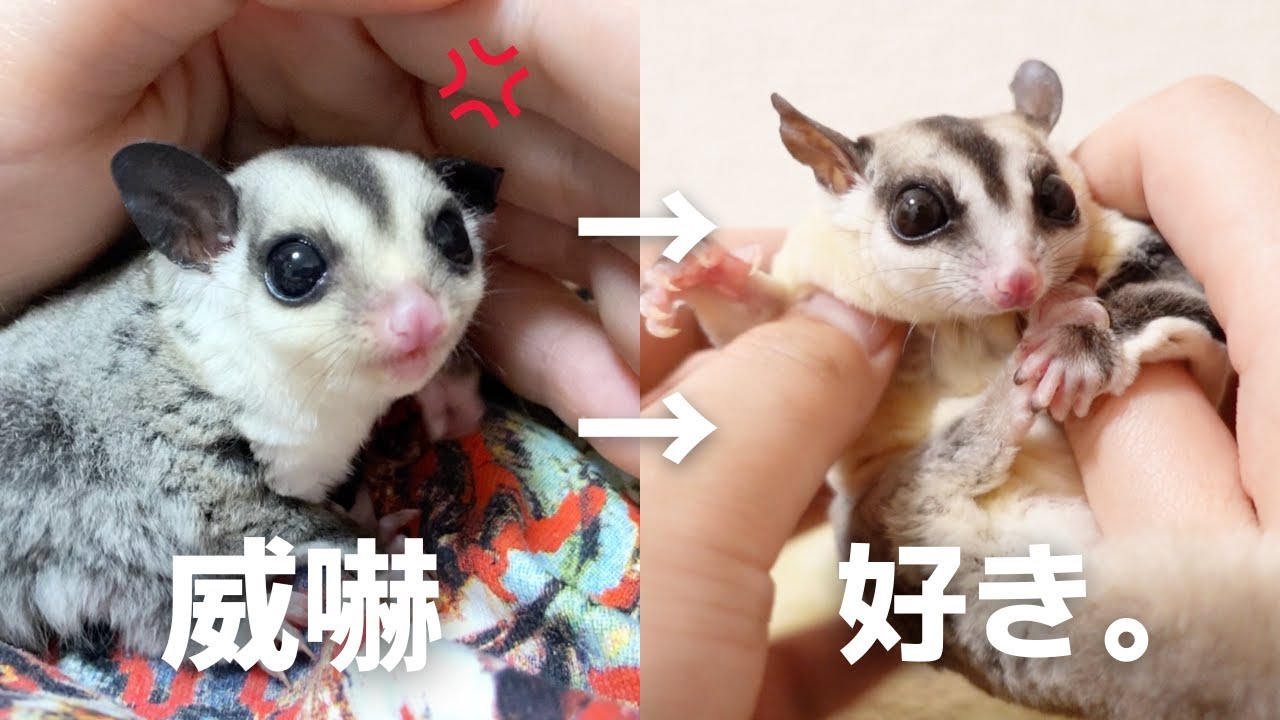 お迎えから２年！威嚇していたベビーモモンガの現在がこちら