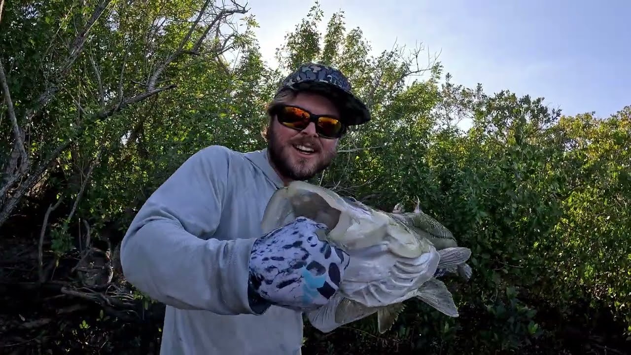 Tampa Bay Creek Fishing for Giant Snook and Surprise Tarpon