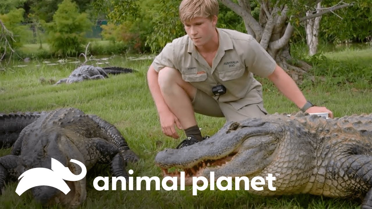 Alimentando a un grupo de caimanes enormes  | Los Irwin | Animal Planet