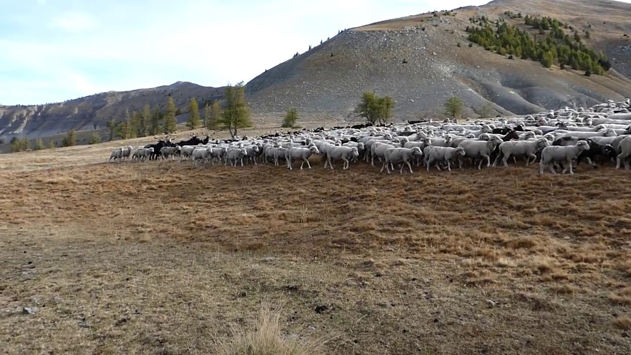 Pastoralisme:  Alpes de Haute Provence - ISIS