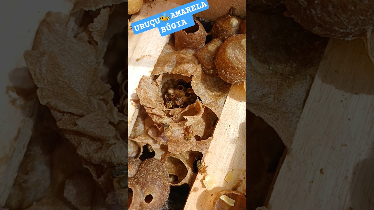 ALIMENTA&Ccedil;&Atilde;O INTERNA,🐝asf URU&Ccedil;U AMARELA#meliponicultura #naturezasurpreendente #plantas #bee
