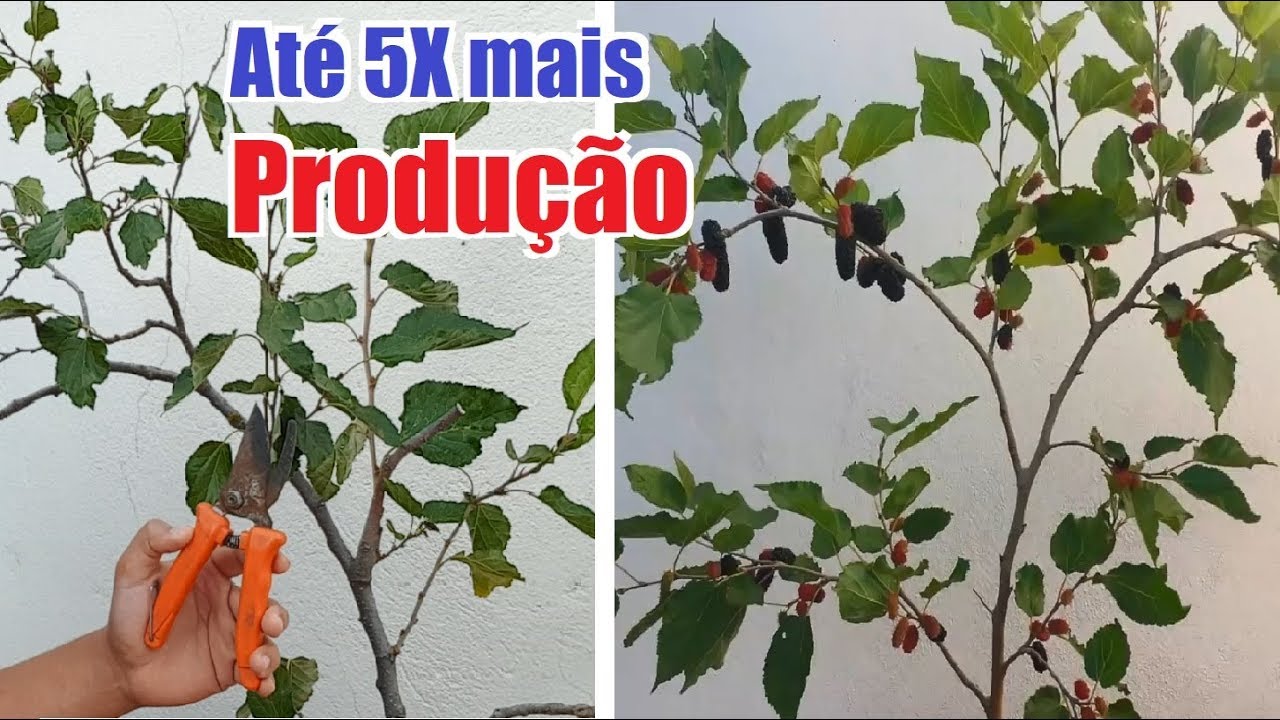 Como podar amora e ter até 5 Vezes mais produção(passo a passo)