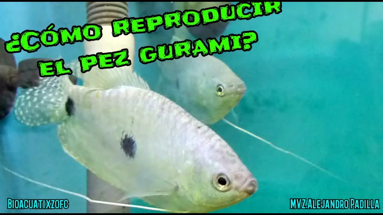 Como reproducir el pez gurami Método completo.