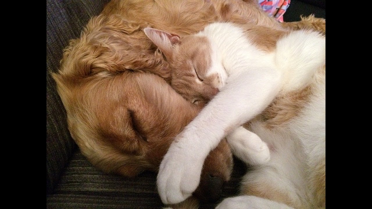 True Love Cat and dog Compilation