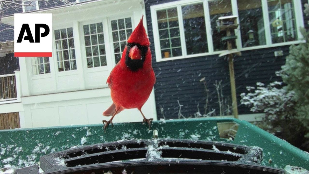 Smart bird feeders are sparking an interest in bird-watching