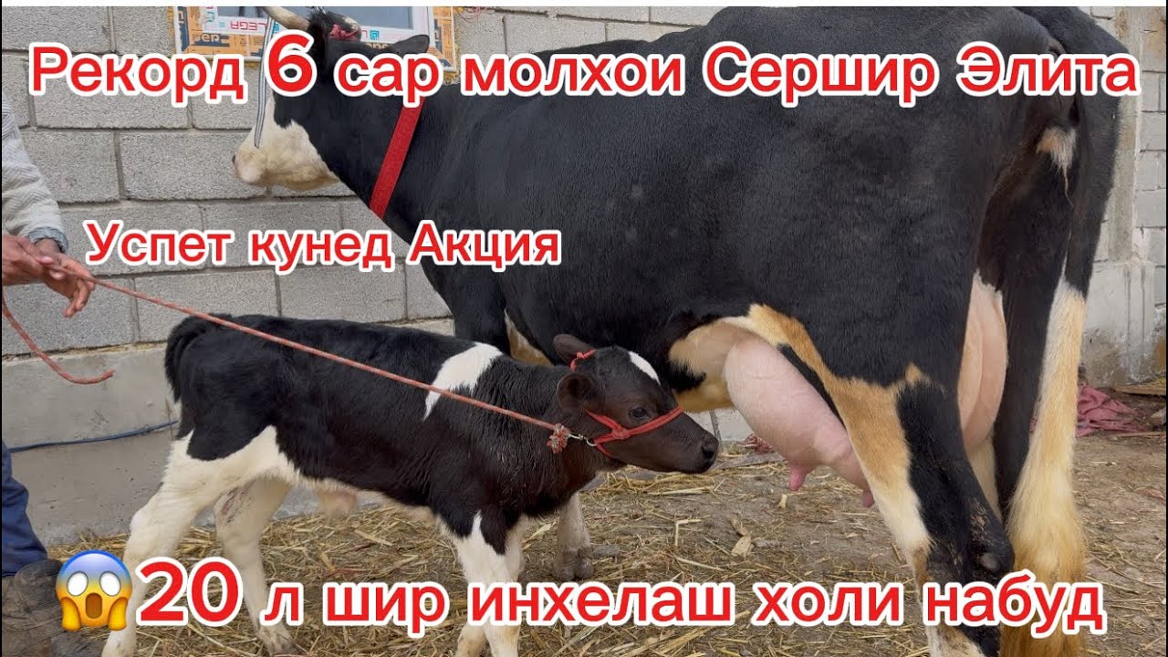 Акция 6 Сар молхои Элита Сершир аз ако Мухаммад арзон ва гарантия инхелаш холи набуд 