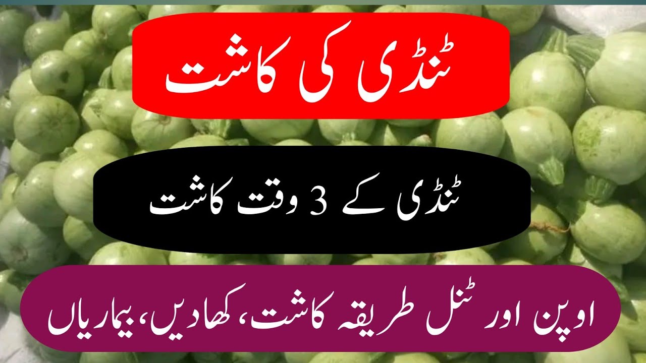 Tindi ki kasht.squash cultivation..tindi ki fasal.Agro pakistan tvٹنڈی کی کاشت