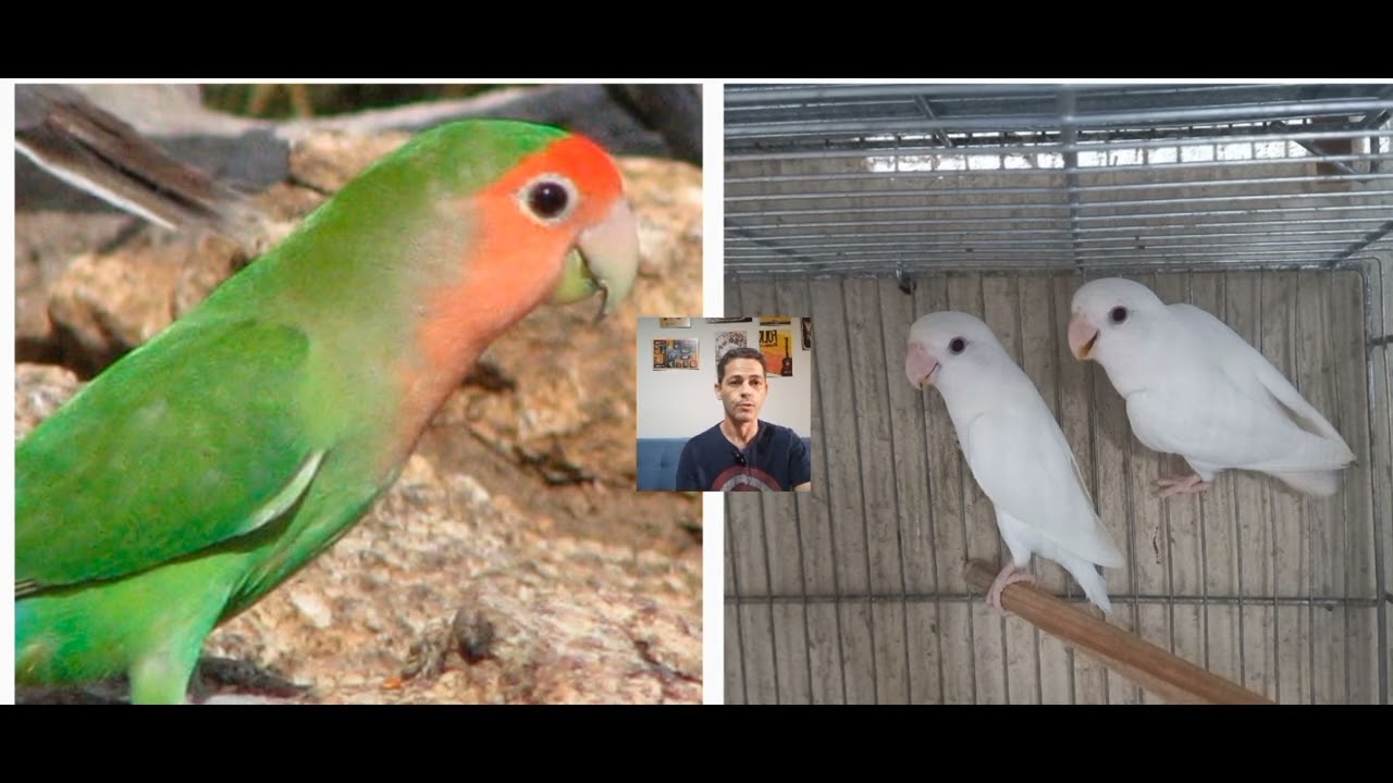 Ring neck formação de casal e agapornis roseicollis o que pode nascer