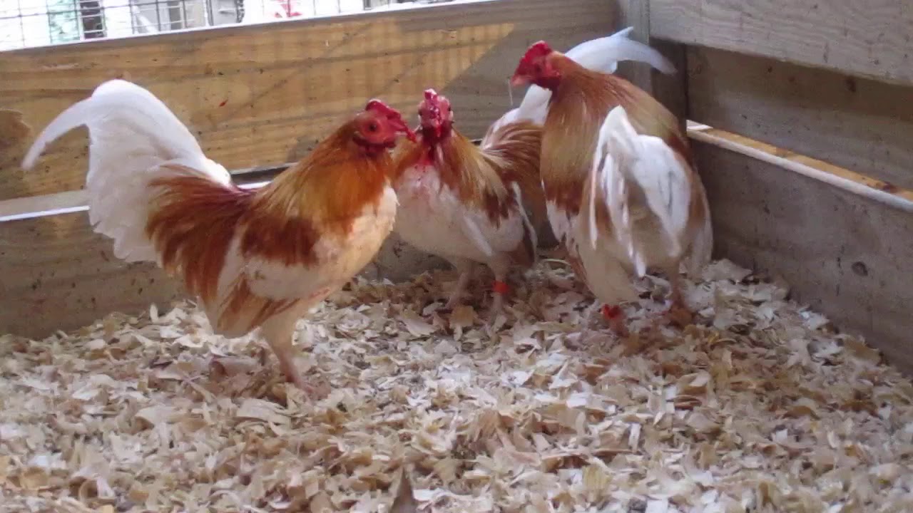 Red Pyle Bantams.381120D1 3172 423C 8865 34B7E6EBAE96