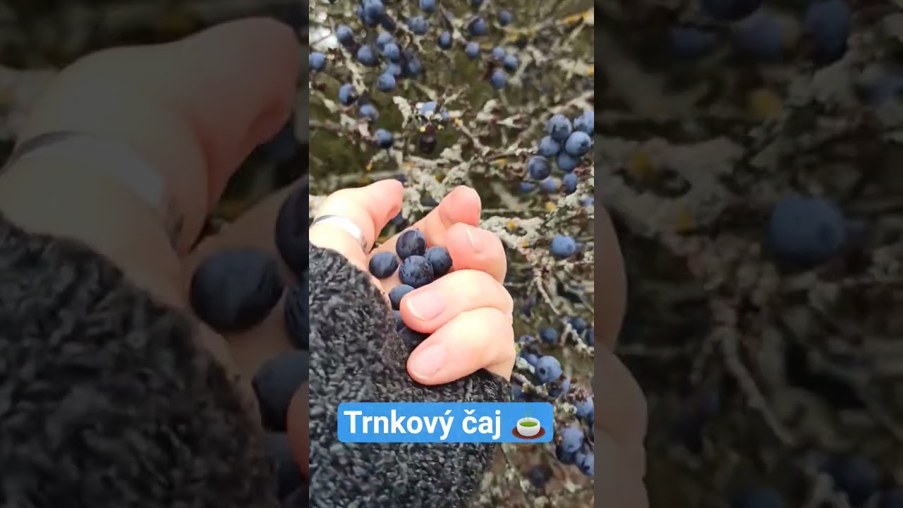 Trnkový čaj 🍵