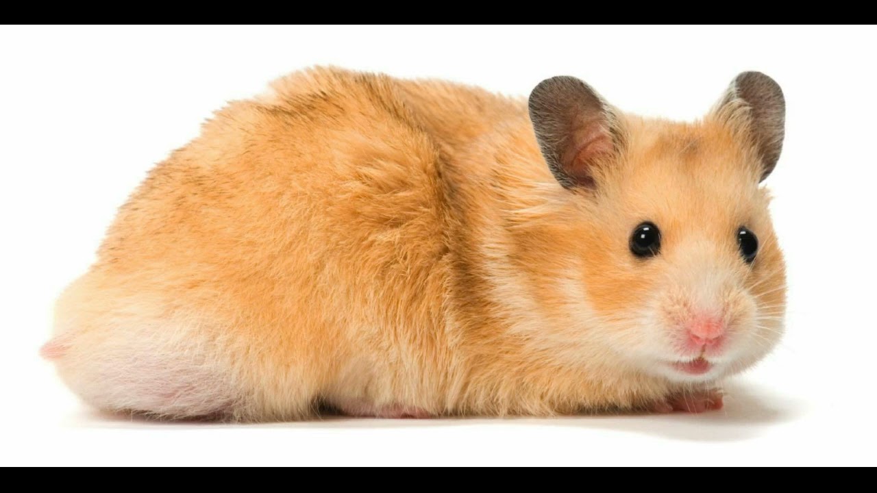 Hamster Love - Big Daddy 1977