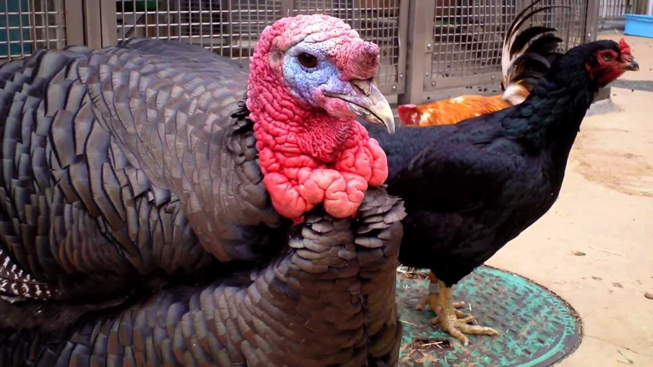 【七面鳥の肉垂が・・・@上野動物園】
