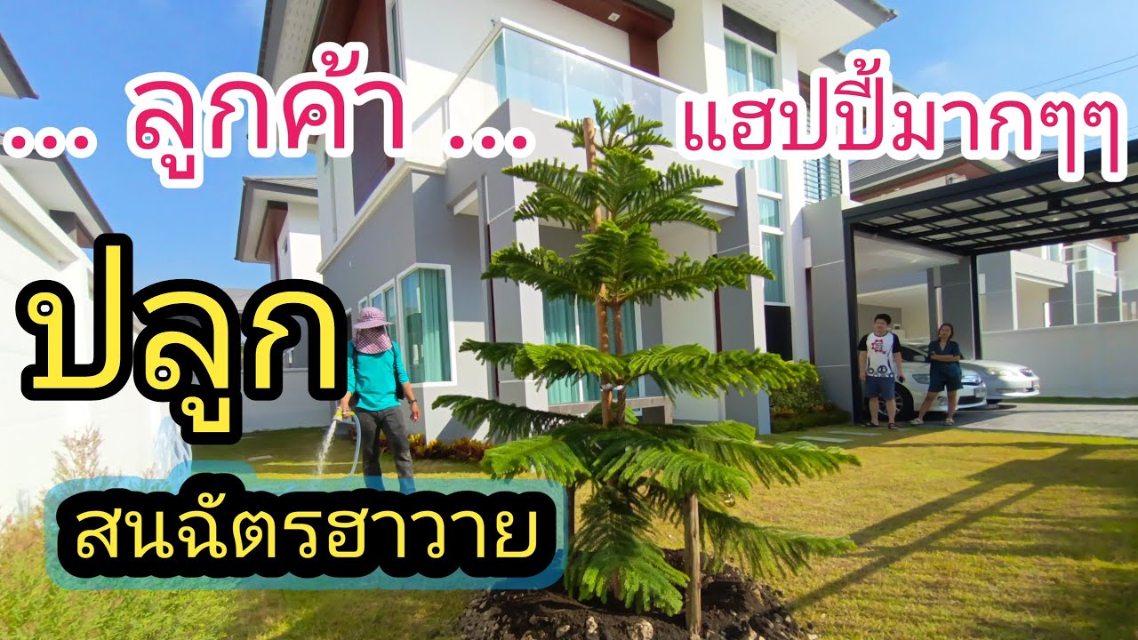 สนฉัตรฮาวาย ปลูกให้ลูกค้า ชอบมากก