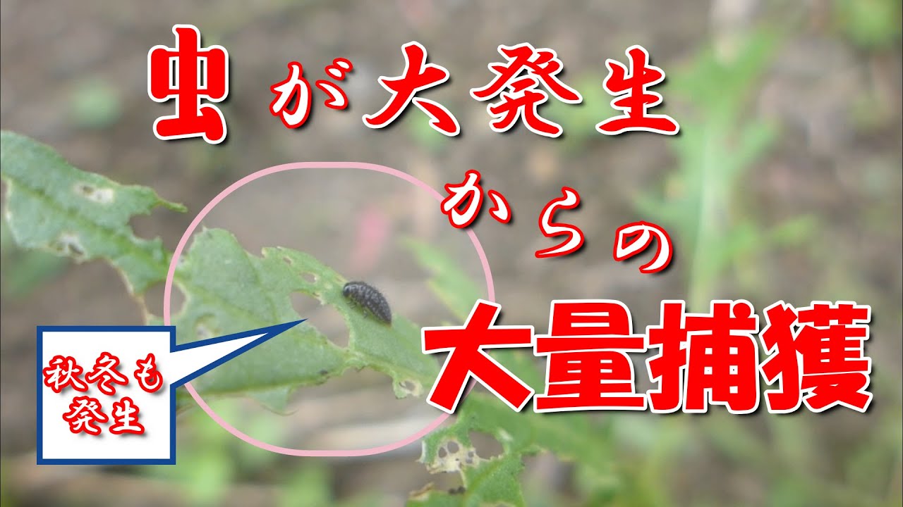 無農薬でできるダイコンサルハムシ(ダイコンハムシ)の幼虫の耕種的防除【家庭菜園】