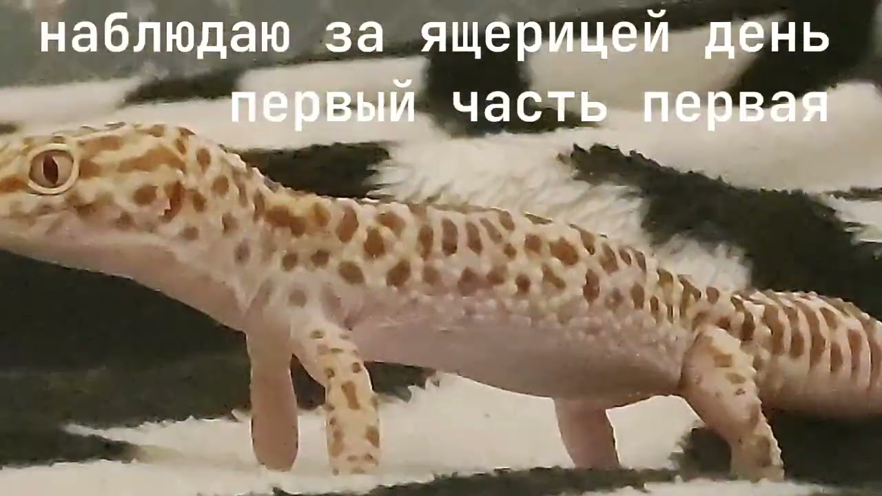 Наблюдай за ящерицей день первый часть первая 