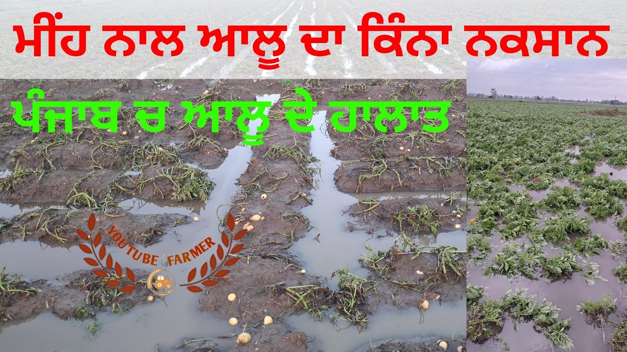 ਪੰਜਾਬ ਮੀਂਹ ਨਾਲ ਆਲੂ ਨੁਕਸਾਨ / punjab allu after rain