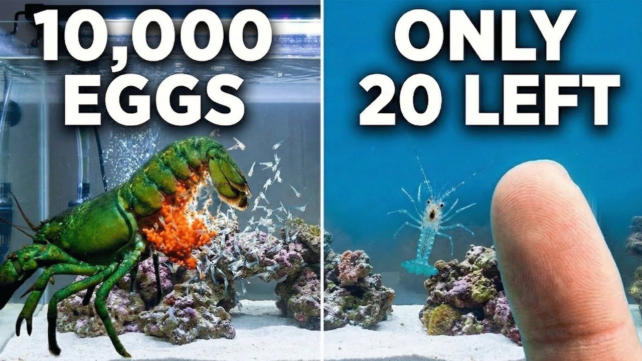 10,000 Eggs vs  20 Survivors  | Green Lobster Hatching Experiment