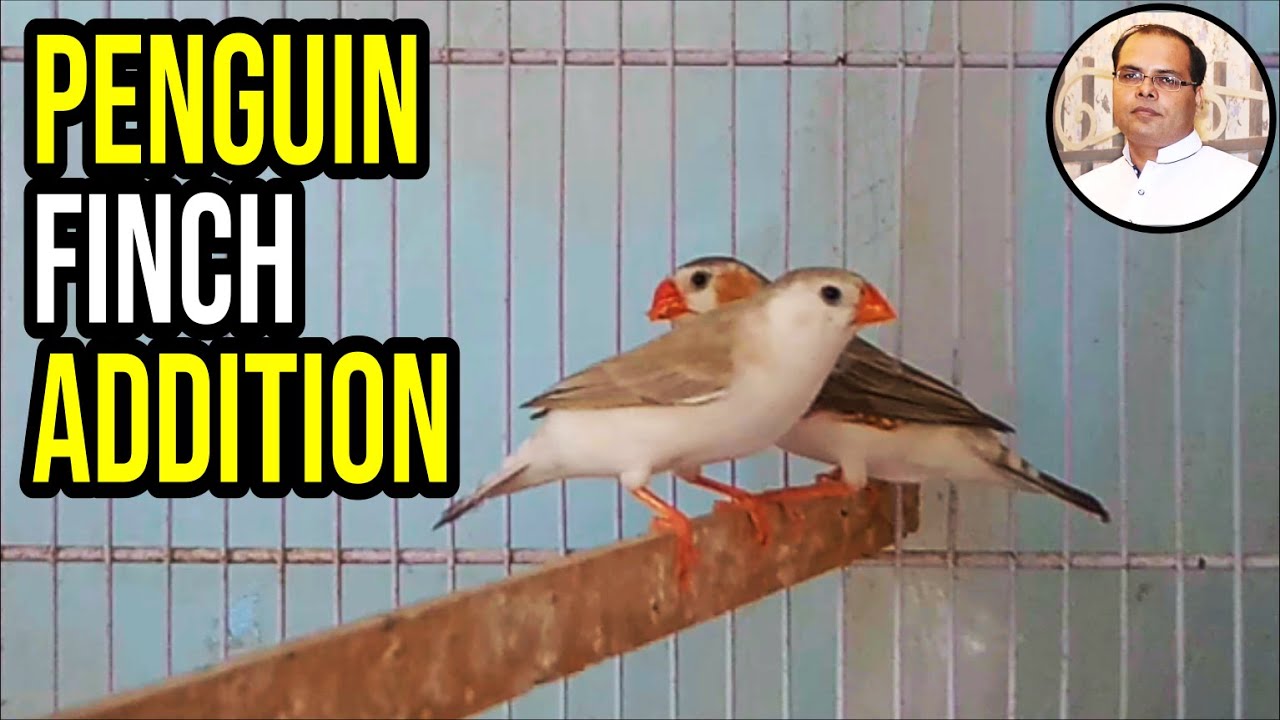 Penguin Finch & Pied finch breeding in Small cage |Recessive vs Dominant | Zaheer Birds |Urdu, Hindi