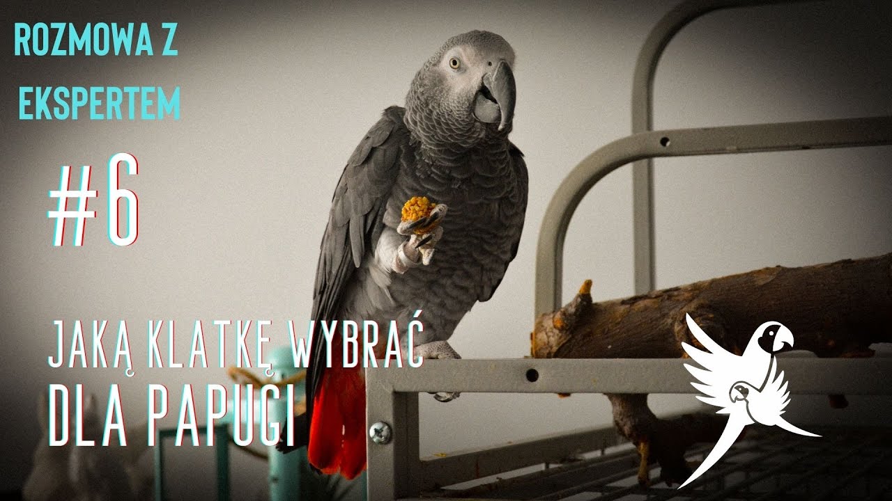 #6 Jaką klatkę wybrać dla papugi? – ROZMOWA Z EKSPERTEM