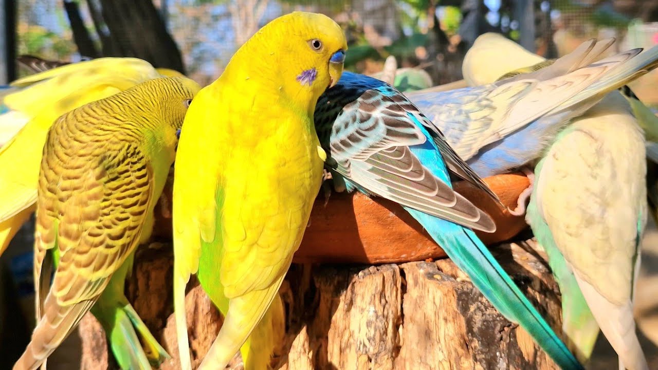 Budgies thoroughly enjoy singing beautiful melodies. They love listening to their own lovely voices.