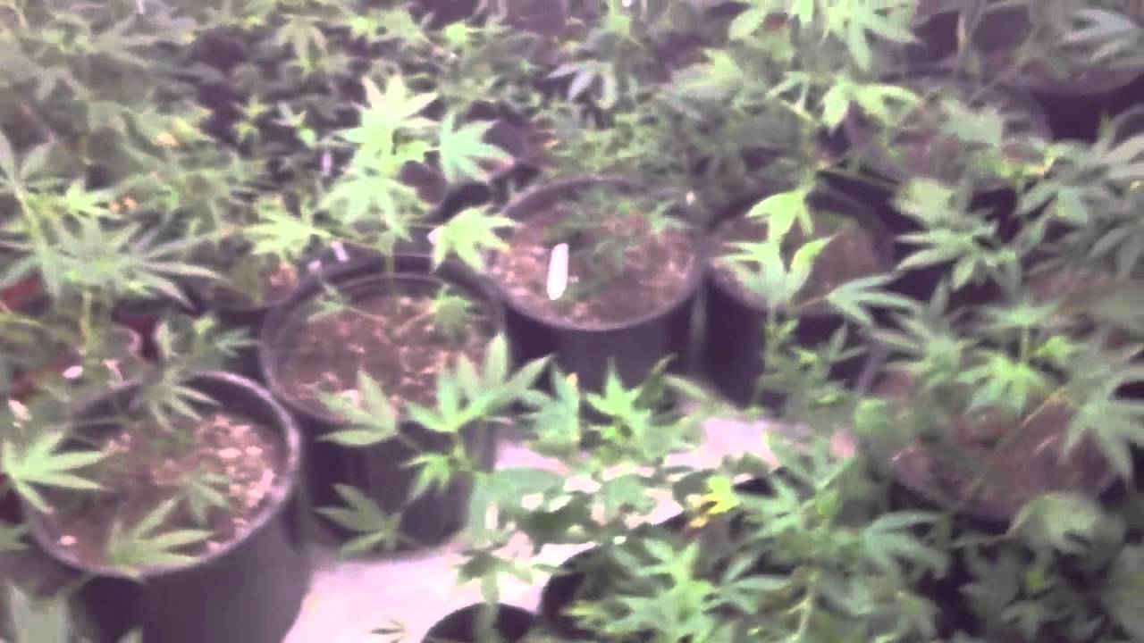 medical marijuana vegetative room