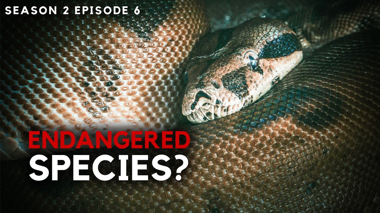 Eradicating Invasive Species - Inside the Everglades Hunt | Python Hunters