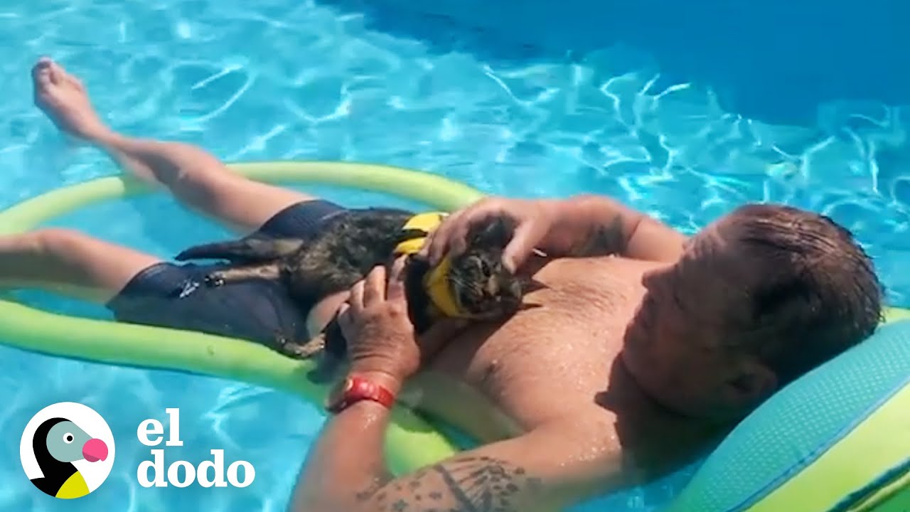 Gato va absolutamente a todas partes con su papá | El Dodo