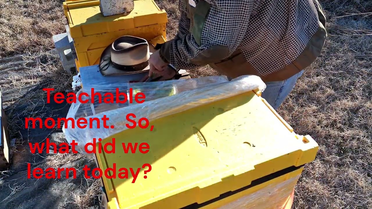 What is in the Tipped Hive?