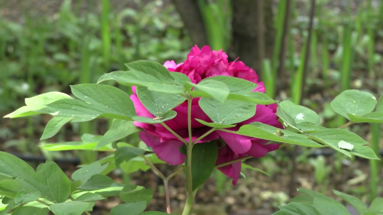 L'Orto Botanico di Brera