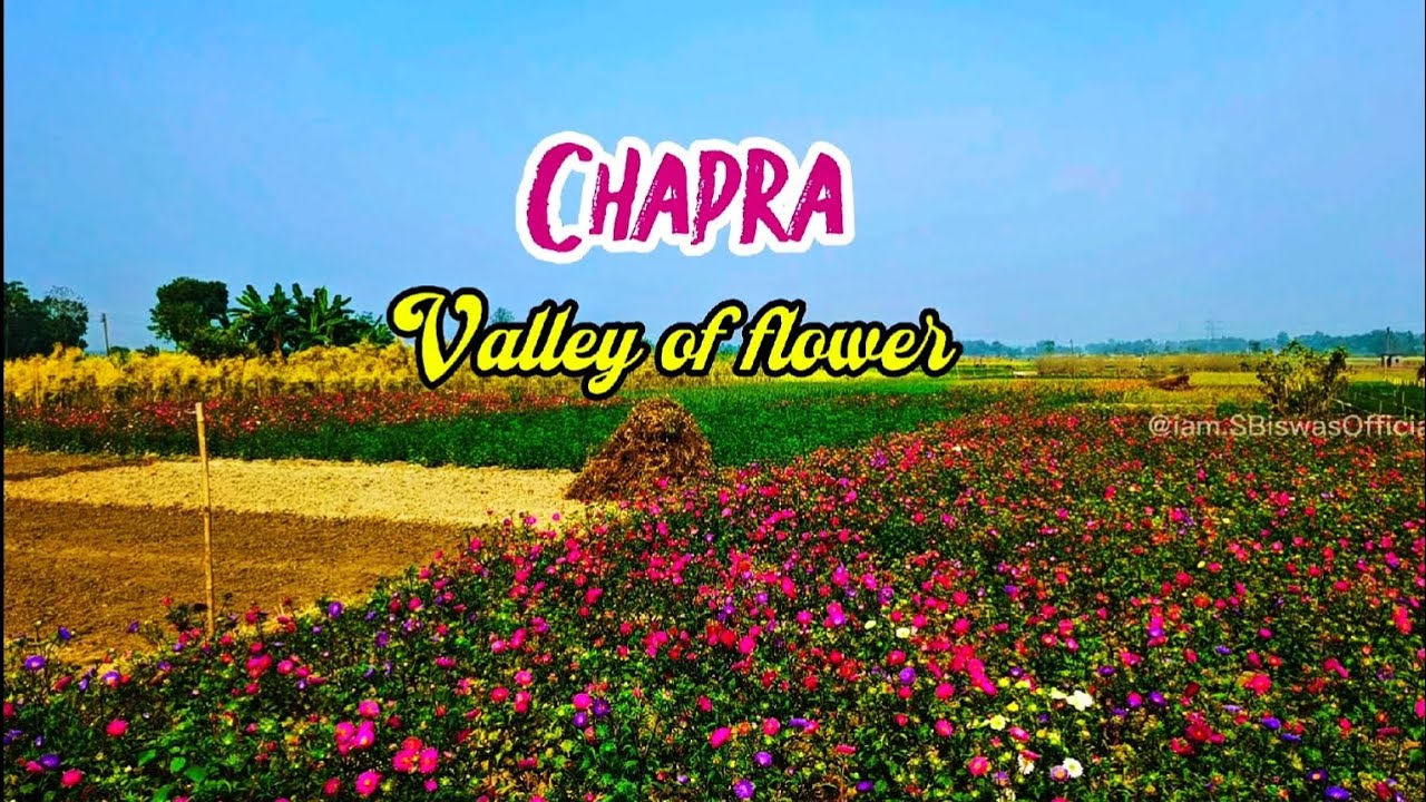Chapra Flower Valley | Nadia's Hidden Paradise near Ranaghat🌿