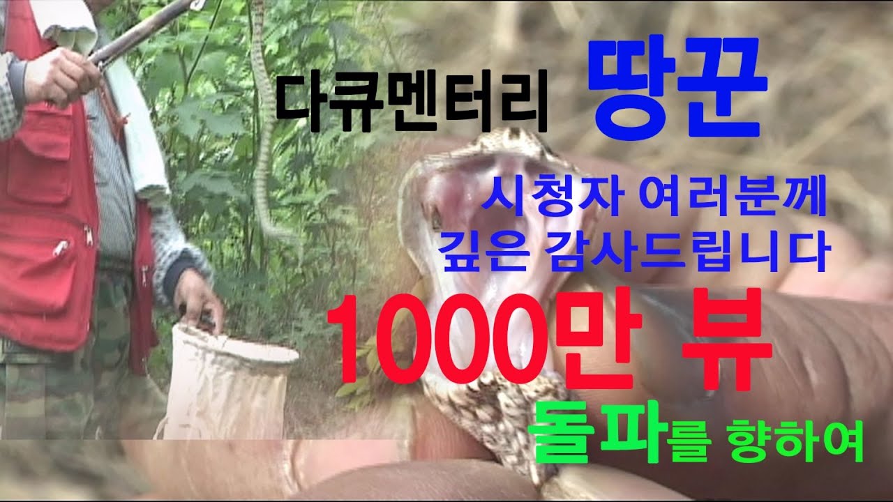 땅꾼  a snake hunter #뱀 #땅꾼 #독사 #다큐멘터리 #유튜브 #미디어주노 #다큐레인 #약초꾼