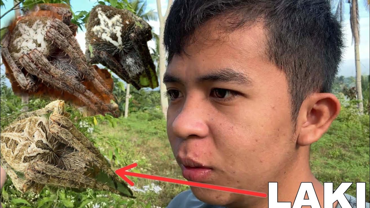 DUMADAMI NA LALO ANG MGA GAGAMBA NA NAKITA KO, SPIDER HUNTING