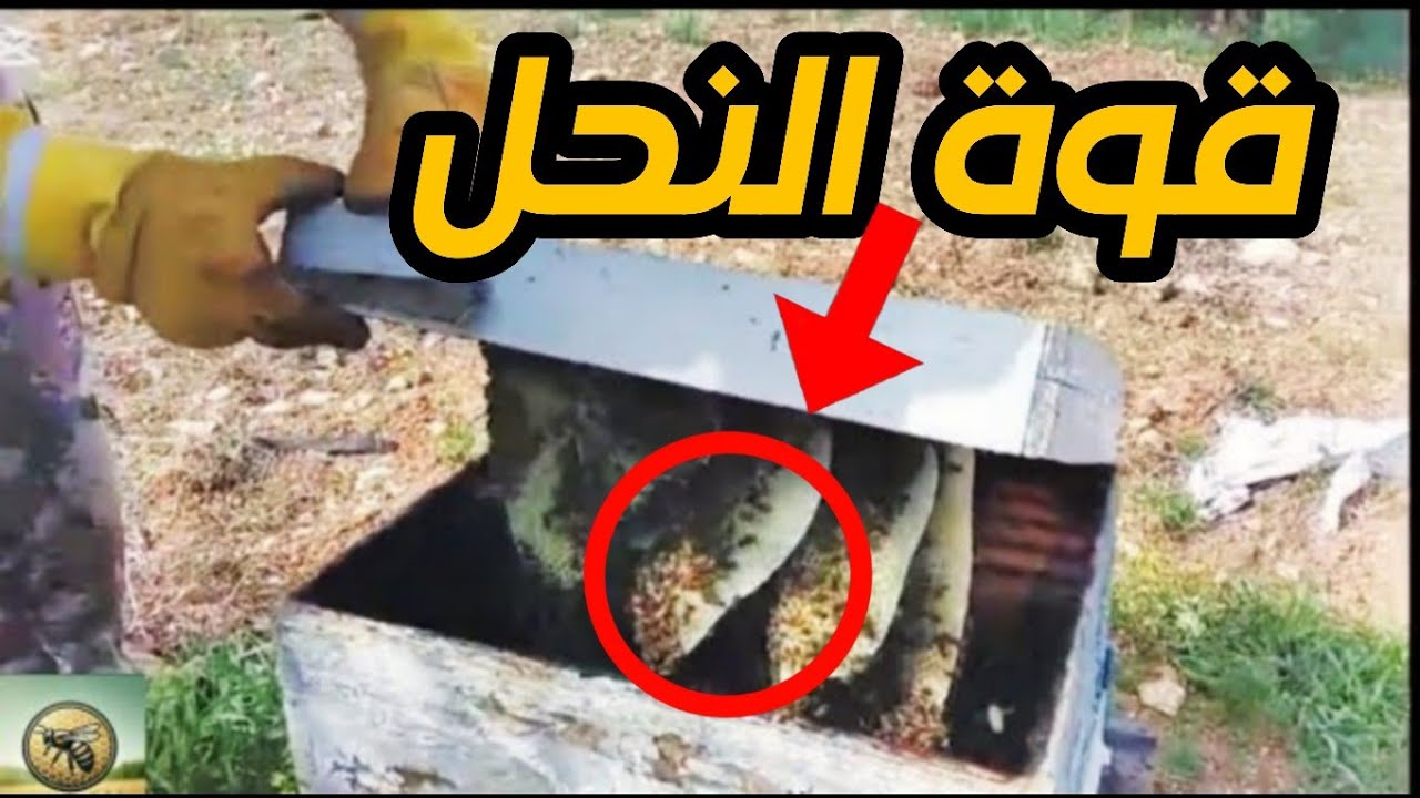 توسيع خلايا النحل بفعالية: دليل عملي لإضافة الإطارات