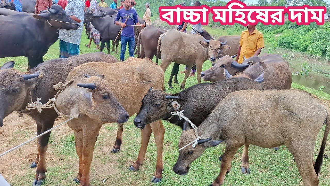 আজ ১৪/২/২৬ | সবচেয়ে ছোট ছোট মহিষের বাচ্চার দাম জানুন | কাহারোল হাট 