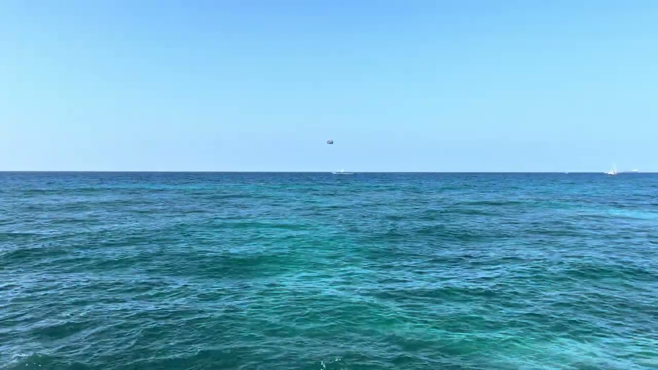 Sharks’ Sighting