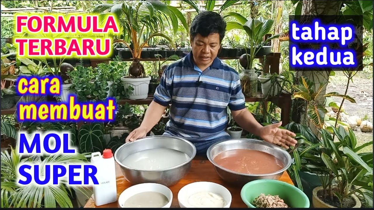 Cara Membuat EM4 Super || Tahap Kedua (Tape, Nasi Basi, Bonggol Pisang)