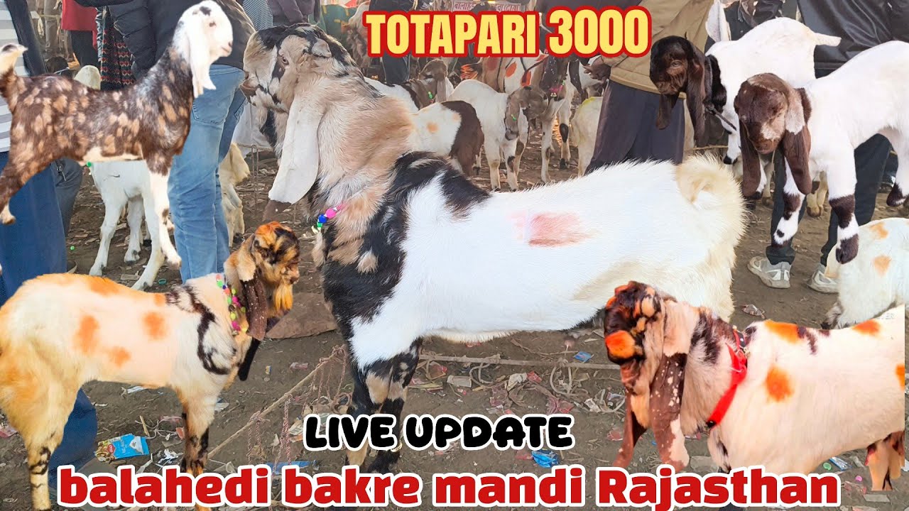 Balahedi bakre mandi live update 1/12/2025 Rajasthan ki Sabse Badi Bakra Mandi