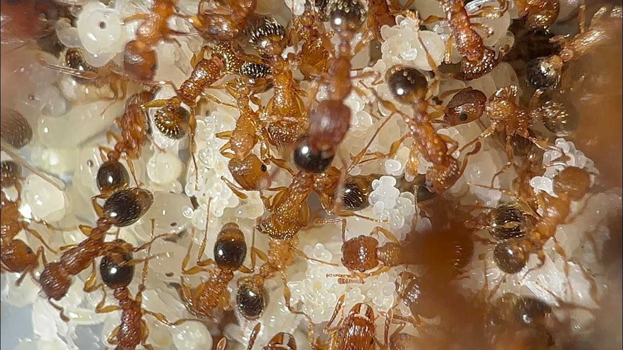 UNBELIEVABLE Amount Of Brood! - Tetramorium Bicarinatum update