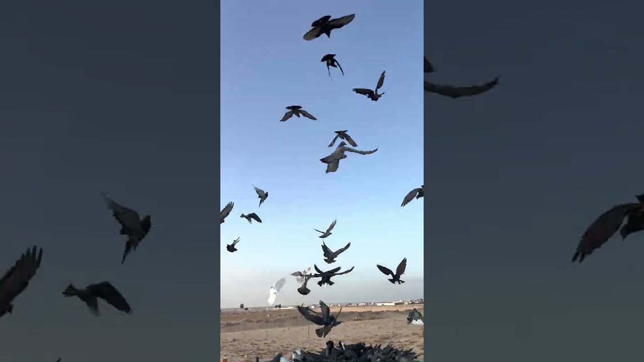 حمام المعجل لم اللم.